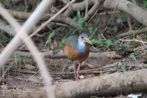 bird