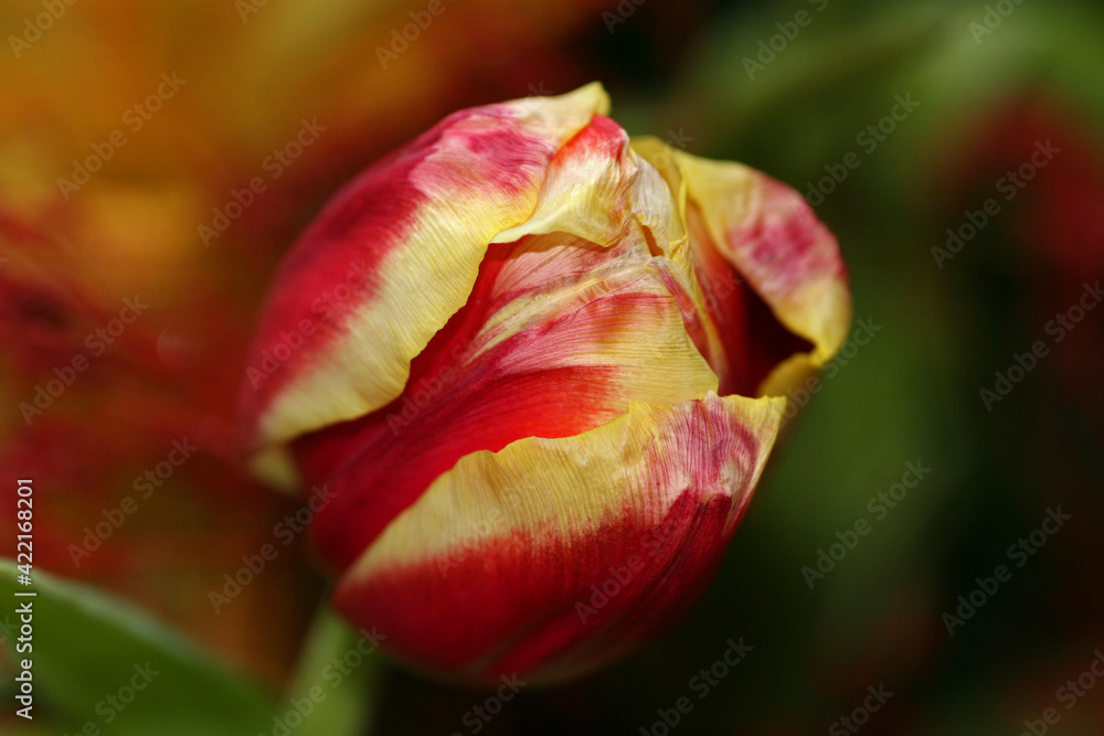 Close up of tulip in the garden Close up of tulip in the garden
