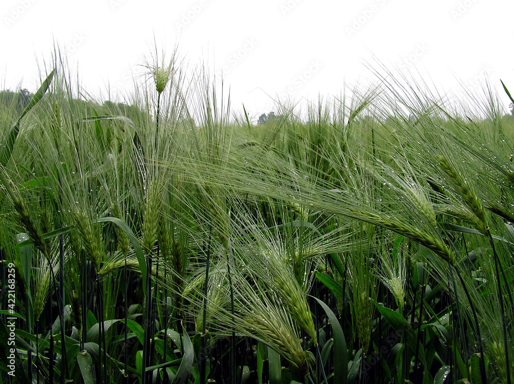 Fototapeta premium Green wheat after rain, macro photography