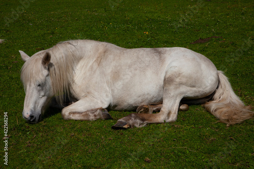 white horse grazes and relaxes in green beautiful surroundings © Knut