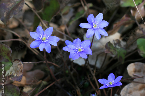 Hepatica flowers in the forest 