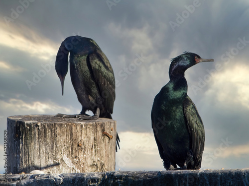 Pelagic cormorant perched on wooden piles along the coast of Sidney BC © pr2is