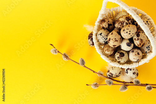 Fototapeta Naklejka Na Ścianę i Meble -  Yellow background with white straw basket full of quail eggs, and pussy willow branch with copy space. Empty place for text. Mockup design of Easter holiday. Handmade decoration. Healthy food product