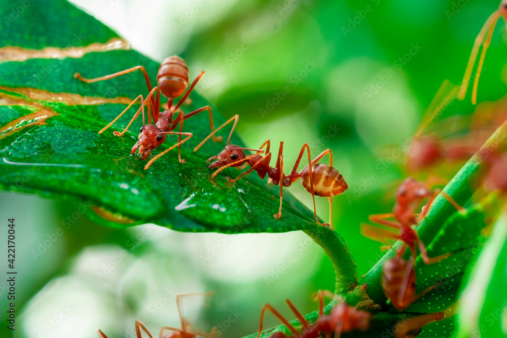 red ant, action ant drinking water drop on the branch big tree, in garden among green leaves blur background, selective eye focus and black backgound, macro red ant, action ant drinking water drop on the branch big tree, in garden among green leaves blur background, selective eye focus and black backgound, macro