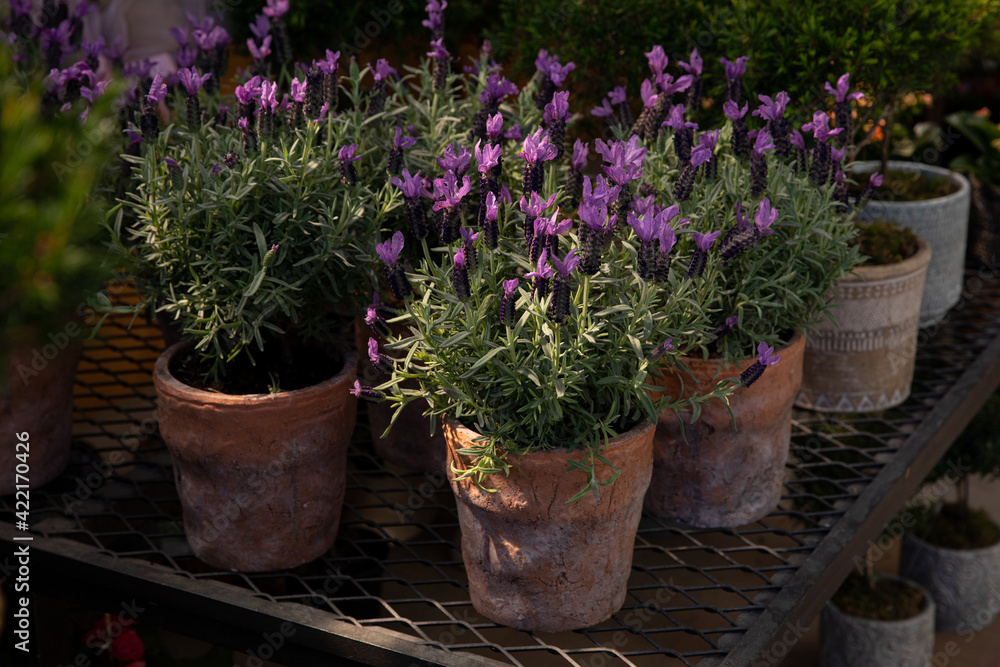 Lavandula stoechas, the Spanish lavender or topped lavender or French lavender flowering plant in the ceramic pots - Greece, March.