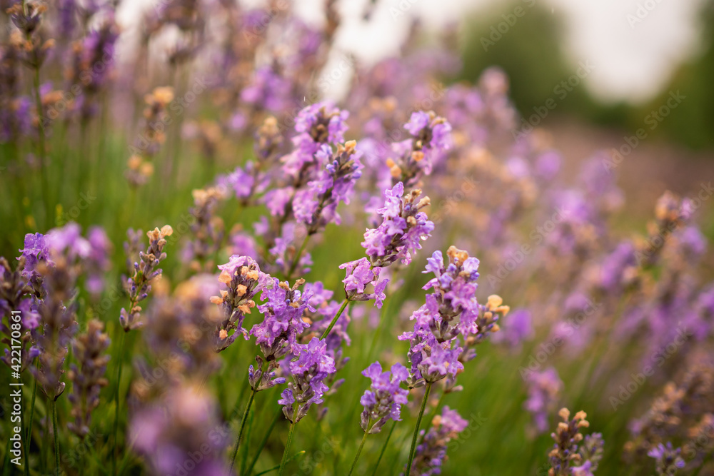 Beautiful blooming lavender shrubs Beautiful blooming lavender shrubs