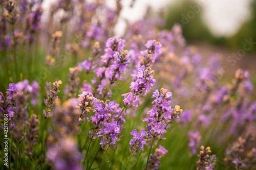 Beautiful blooming lavender shrubs