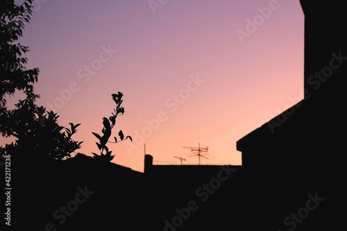 Silhouette of a tree branch in a garden and beautiful sunset sky. Selective focus. 