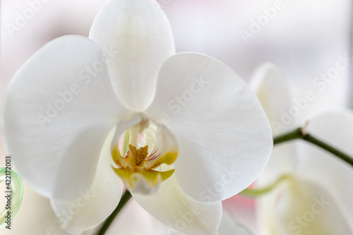Fototapeta Naklejka Na Ścianę i Meble -  blooming orchid on a light background