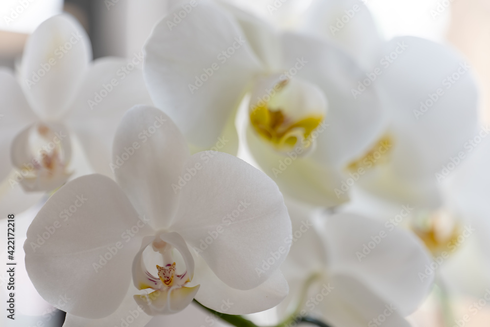 Obraz premium blooming orchid on a light background
