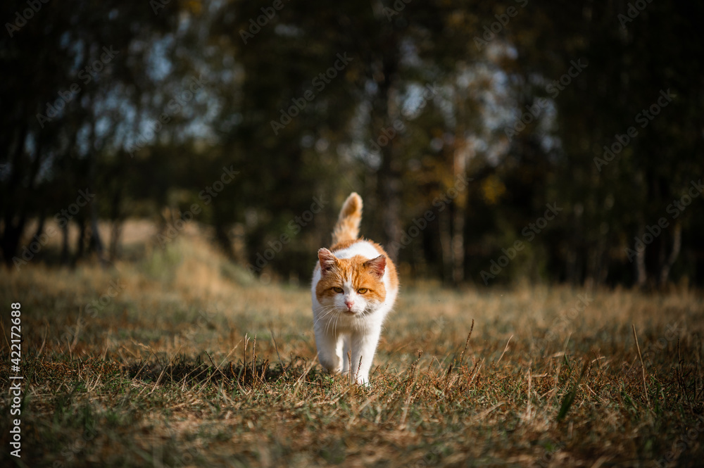 Portrait of a cheeky country cat walking across a field from the forest.