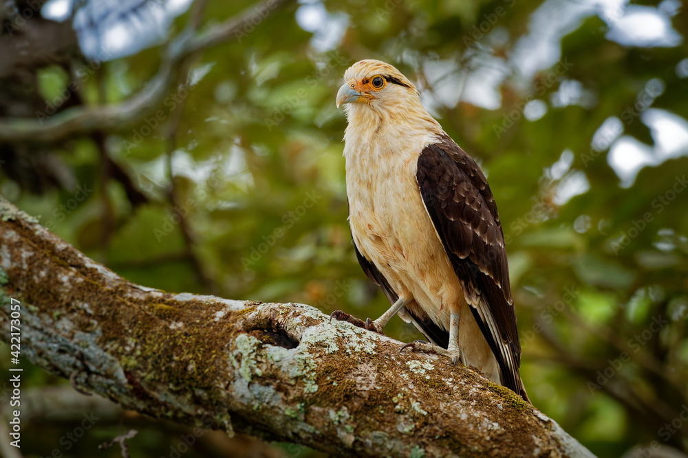 Yellow-headed Caracara - Milvago chimachima is a bird of prey in the family Falconidae. It is found in tropical and subtropical South America and the southern portion of Central America. Yellow-headed Caracara - Milvago chimachima is a bird of prey in the family Falconidae. It is found in tropical and subtropical South America and the southern portion of Central America.