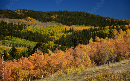 changing aspen leaves in fall on kenosha pass in the rocky mountains of colorado