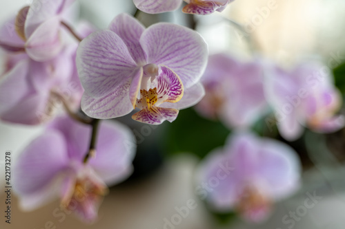 blooming orchid on a light background