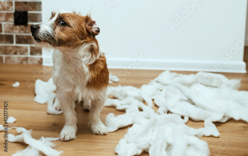 Slika na platnu The guilty dog destroyed the pillow at home