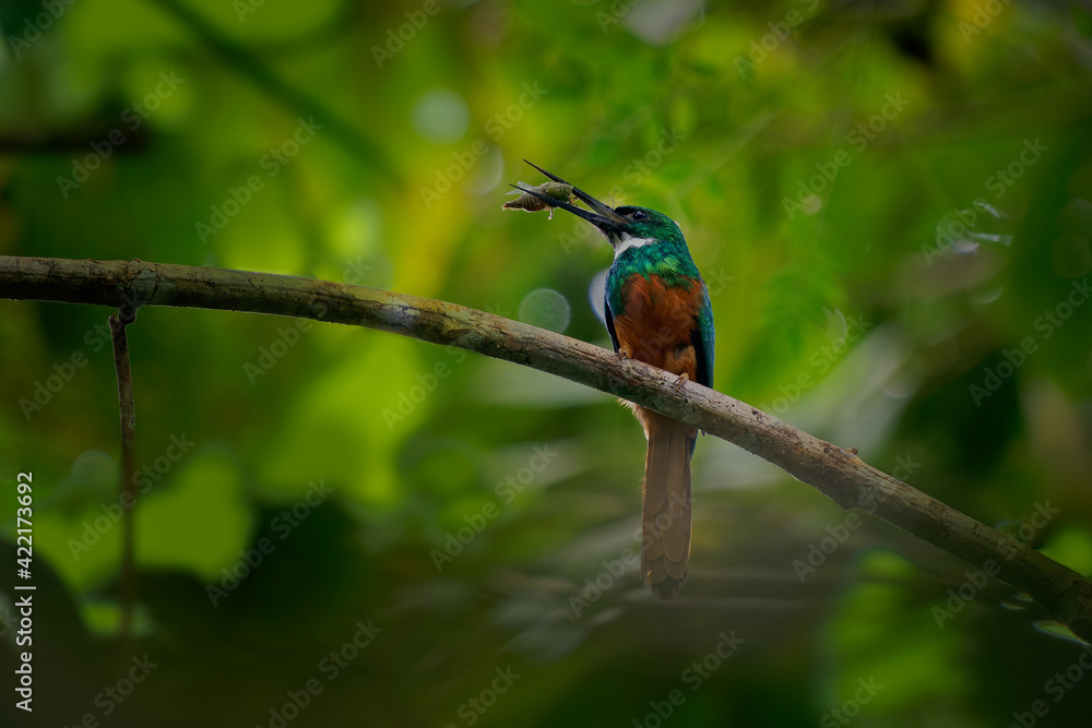 Rufous-tailed jacamar - Galbula ruficauda near-passerine bird breeds in the tropical New World in Mexico, Central and South America to Brazil and Ecuador, green orange plumage with long beak Rufous-tailed jacamar - Galbula ruficauda near-passerine bird breeds in the tropical New World in Mexico, Central and South America to Brazil and Ecuador, green orange plumage with long beak