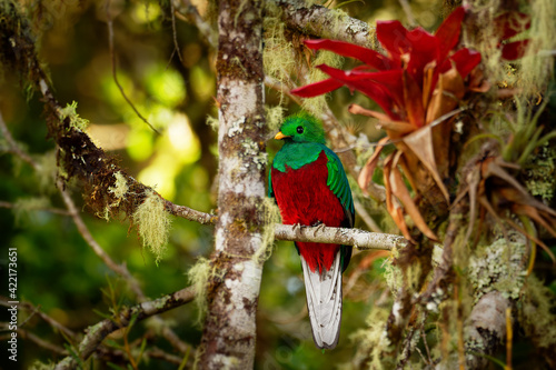 Resplendent Quetzal - Pharomachrus mocinno bird in the trogon family, found from Chiapas, Mexico to western Panama, well known for colorful plumage, long tail and eating wild avocado, green and red photo