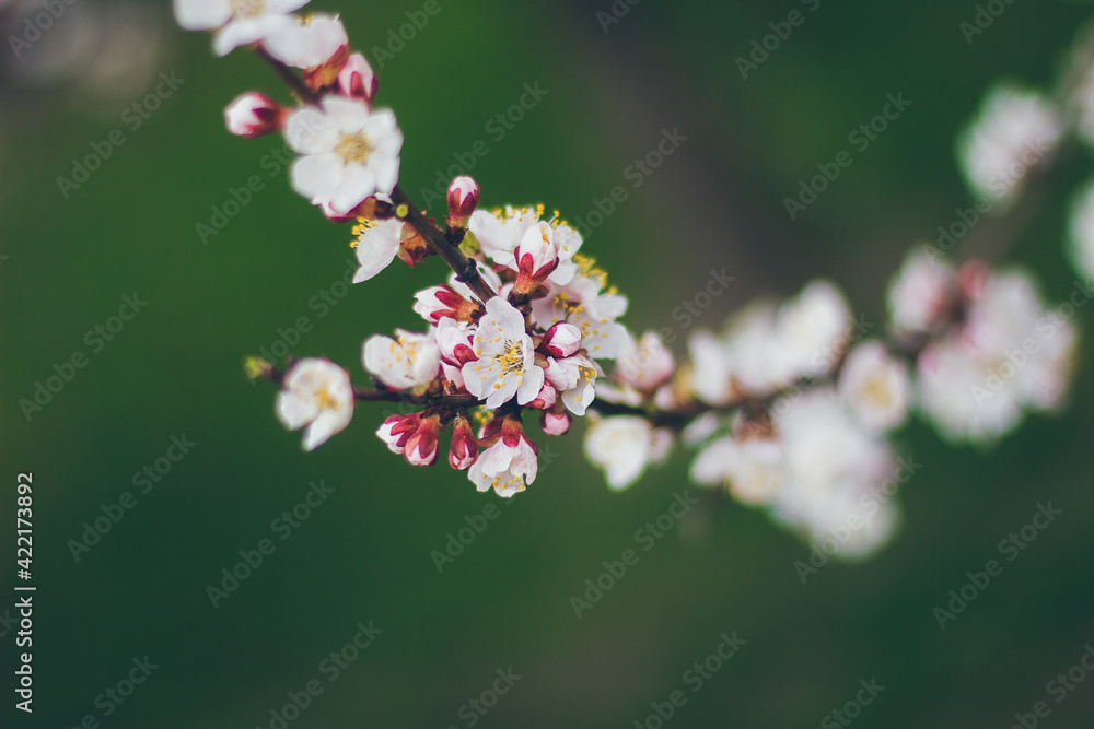 Apricot blossoms on the green background. Beautiful nature scene with branch in bloom. Spring flowers. Springtime