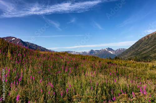 Front view of Alaska fireweed flowers in meadow with snowcapped mountains