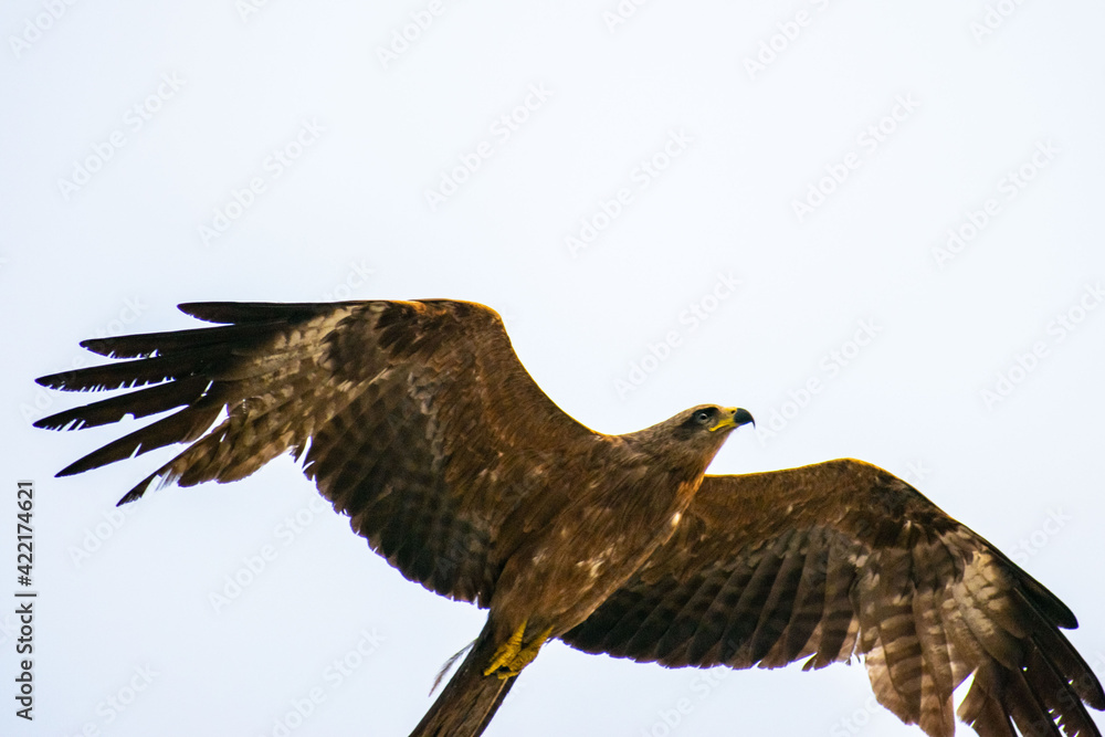 Fototapeta premium Black Kite