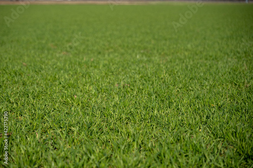 fresh green grass in the field