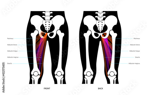 Muscular system legs