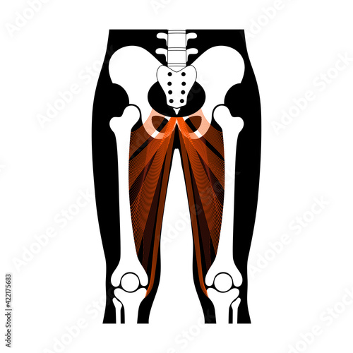 Muscular system legs