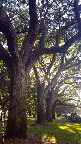 Oak trees in Waterfront Park in Charleston