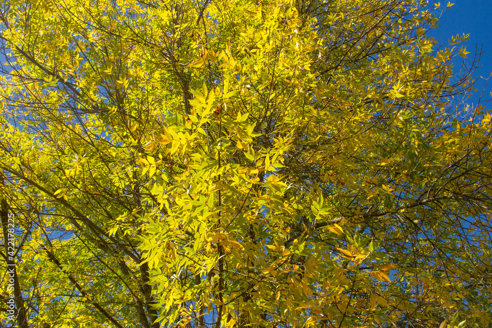 View looking up through yellow leaves in blue sky