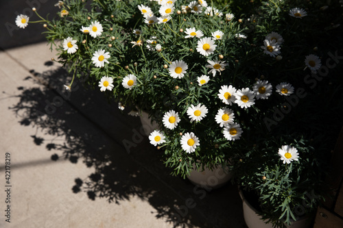 Blooming garden daysies Leucanthemum vulgare, commonly known as the ox-eye daisy, oxeye daisy, dog daisy potted at the greek flower shop in springtime. photo