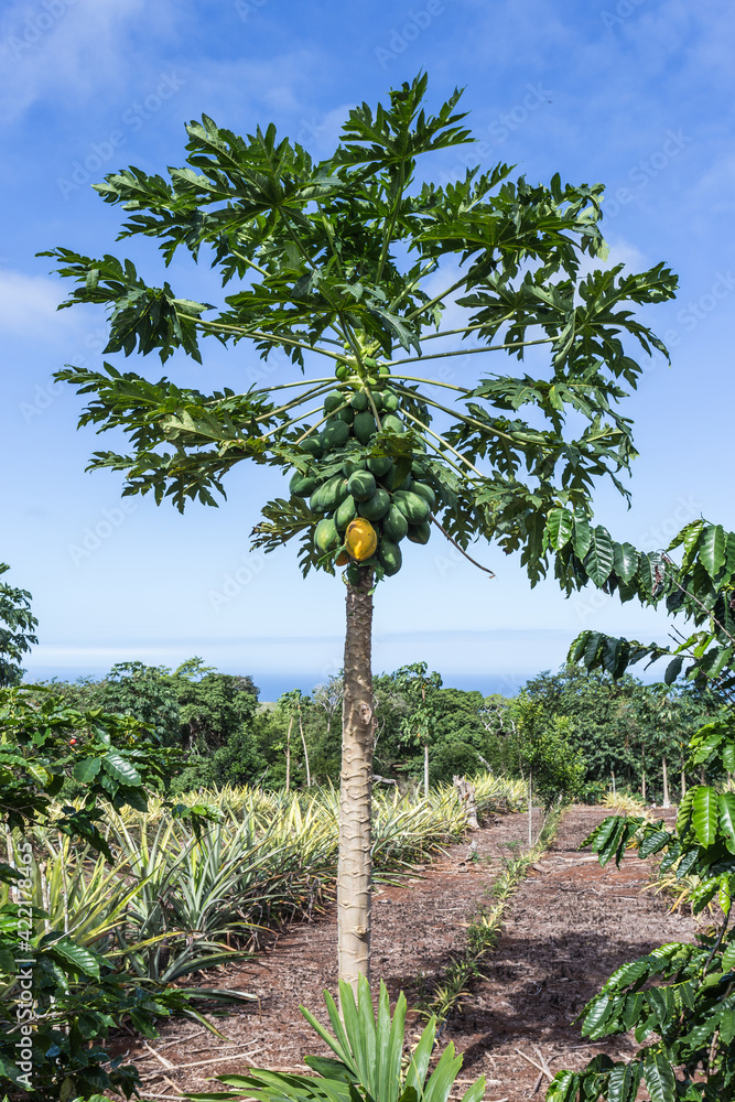 Fototapeta premium Plantation in the Galapagos Islands