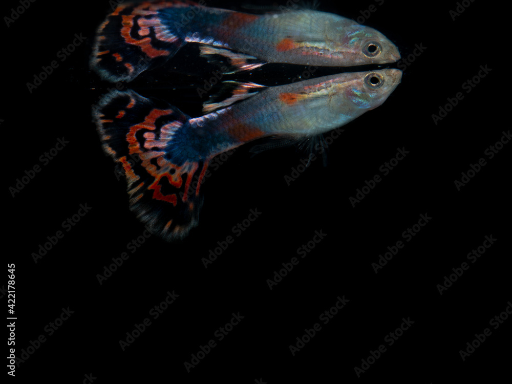 Fototapeta premium guppy fish in black background