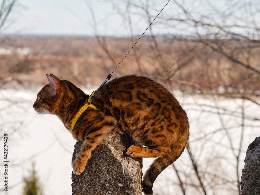 A Bengal cat poses on concrete ruins and freezes in a winter park against the backdrop of a river. Walking a pet, traveling with feline through the forest.
