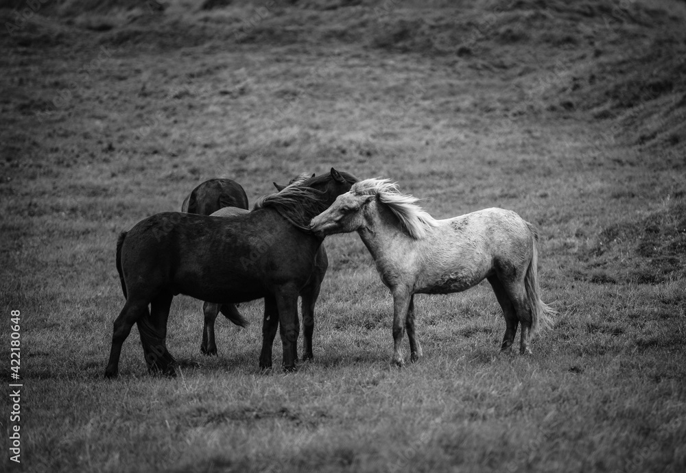 Fototapeta premium A band of Icelandic horses, Westfjords, Iceland