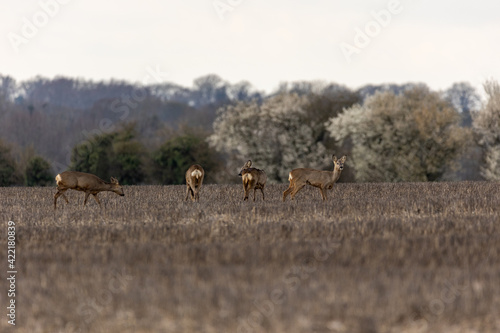 Fototapeta Naklejka Na Ścianę i Meble -  herd of deer in the woods