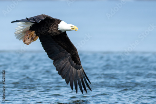 A large mature American bald eagle soars through the blue sky with its undercarriage exposing its large claws, white head and tail.  The raptor has a large wingspan with brown raptor feathers.  