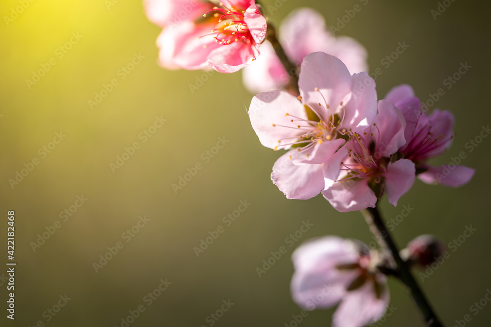 Sakura flowers blooming blossom in Chiang Mai, Thailand Sakura flowers blooming blossom in Chiang Mai, Thailand