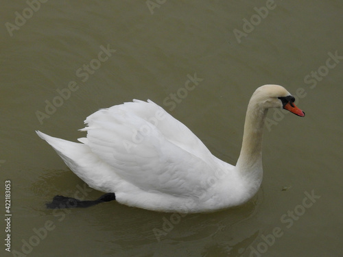 The white swan floats on the river close up