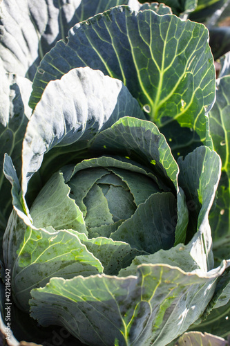 Green cabbage in bright contrasting light. Farming and harvesting. Planting plants in the garden