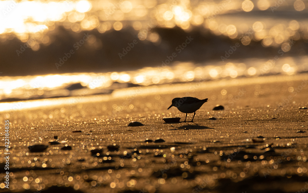 custom made wallpaper toronto digitalbird on the beach