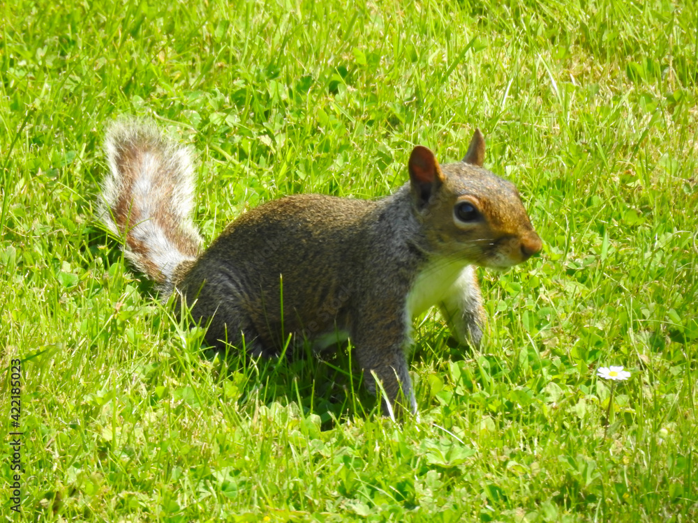 Obraz premium Squirrel on green grass