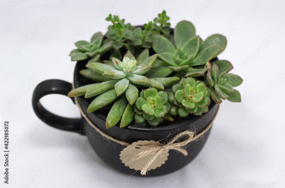 Flower pot with black handles on white background. Arrangement succulent. Small plant pot with brand tag. Ornamental plant product photo Flower pot with black handles on white background. Arrangement succulent. Small plant pot with brand tag. Ornamental plant product photo