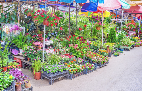 The bright flowers in Tbilisi Flower Market, Georgia photo