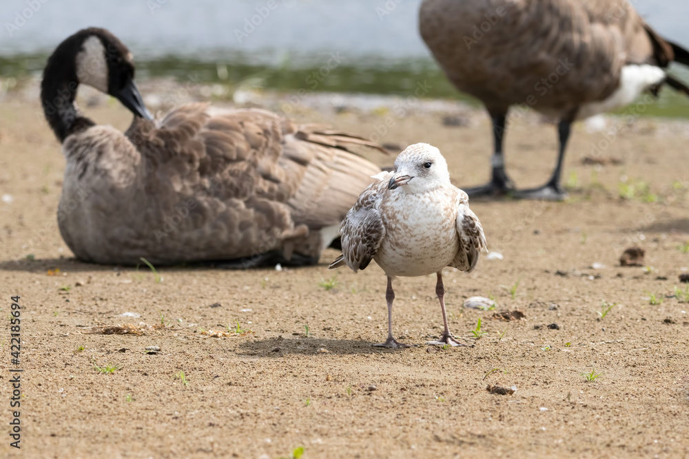 Second winter Herring gull on a sandy beach with Canada Geese in the background (Larus argentatus smithsonianus). Ottawa, Ontario, Canada Second winter Herring gull on a sandy beach with Canada Geese in the background (Larus argentatus smithsonianus). Ottawa, Ontario, Canada