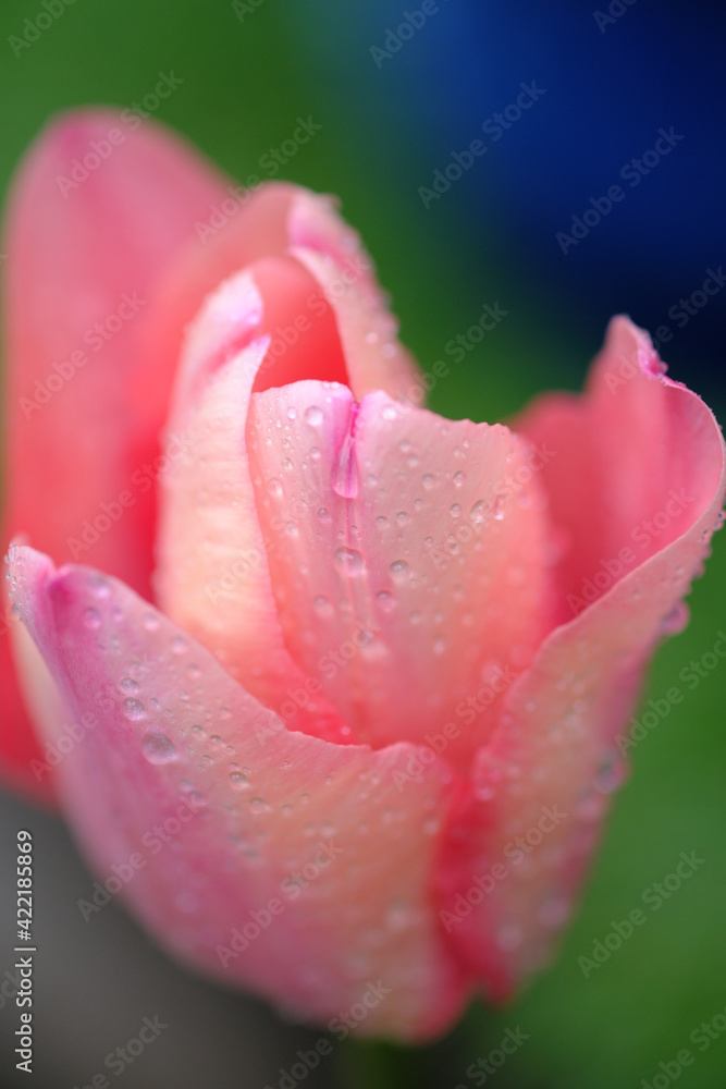 Fototapeta premium ピンクのチューリップについた雨水の粒
