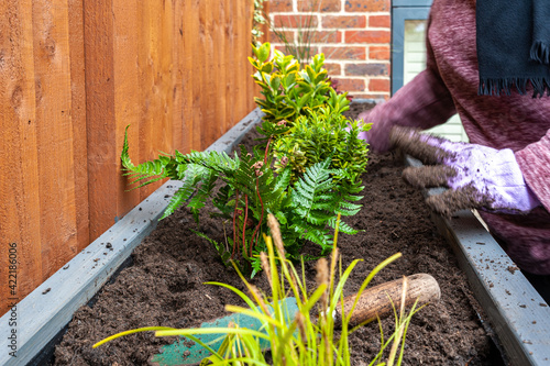 Home gardening woman planting new plants into garden planter. Repotting rootbound plants into garden planter. photo