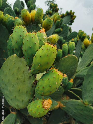 Cactus fruit  spiny cactus  Vertical cactus photo  Green photos  Prickly fig  prickly pear and chives