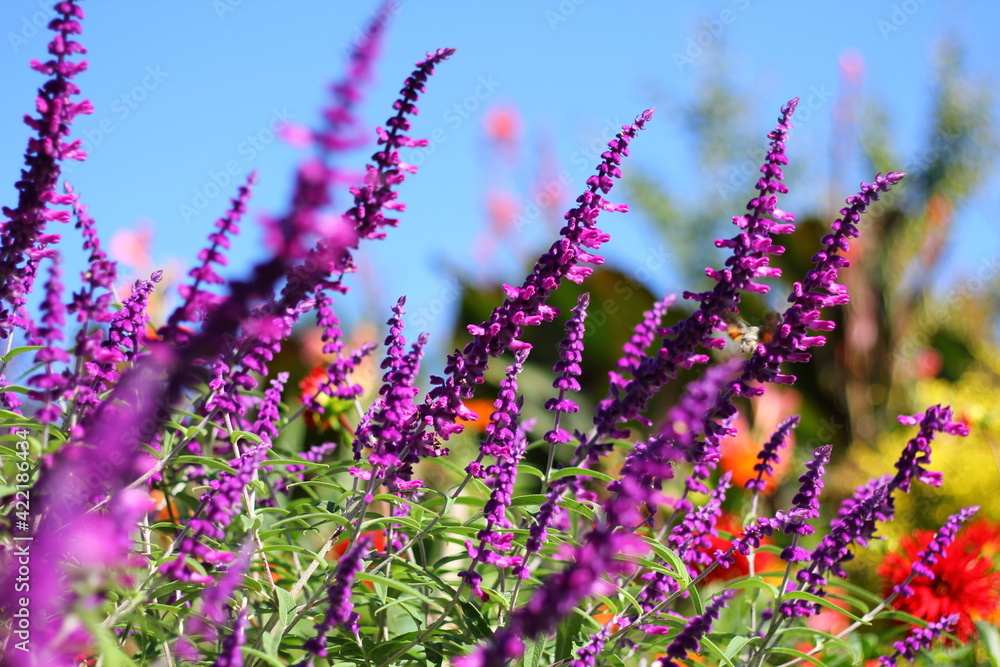 Obraz premium Chirpy purple lavender flowers, flamboyant flower garden, tall pink and purple flowers