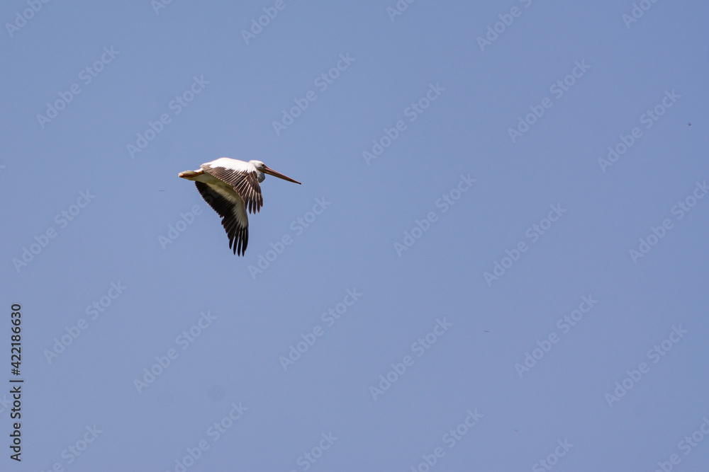 Obraz premium pelicano volando