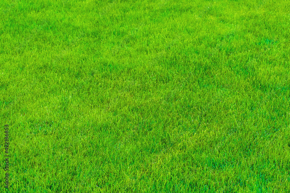 Green grass lawn wallpaper texture background Green grass lawn wallpaper texture background